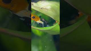 HUGE NEWS My endangered dart frogs have been spotted with tadpoles this morning fyp darts shorts [upl. by Rozele]