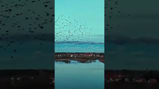 Murmuration Involvement [upl. by Patt]