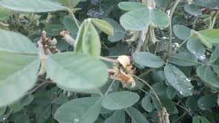 crotalaria pallida flowers and fruits [upl. by Megargee]