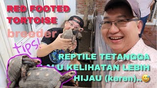 Breeder’s Tips cara berternak kura red footed Tortoise featErie Budiono [upl. by Agretha]