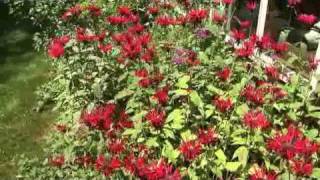 Using Bee Balm in the Garden [upl. by Halie454]