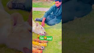 Lions 🦁 and seven baby￼ expire ￼😥😥😥 animalemotion music animals 😰😰 lionslover 🥵🥵🥵 [upl. by Llenhoj]