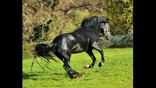 CAVALLO MURGESE Italian Stallion Murgese Horse  Enea di Marinosci [upl. by Leyes]