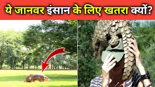 यह डरावना जानवर है इंसान का सबसे बड़ा दुश्मन😱  Most Dangarous Facts About Pangolin [upl. by Batsheva]