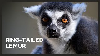 Ring tailed lemur sounds from Madagascar [upl. by Yras]