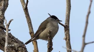 Birdwatching in Cyprus Autumn [upl. by Aysahc]