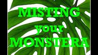 Misting Your MONSTERA and other fun plant care tricks amp tips [upl. by Dillon211]