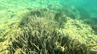 Snorkeling in Kassiopi bayCorfu island  Paralia Pipitos [upl. by Wiskind729]