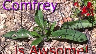 Sterile Comfrey update WOW this stuff grows like crazy [upl. by Deanne]