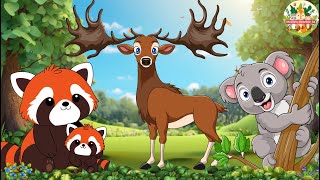 Lovely Animal Sounds Koala Bear Moose Red Panda Squirrel Monkey  Animal Videos [upl. by Matheny]