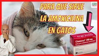 PARA QUE SIRVE LA AMOXICILINA EN GATOS ✅ RESFRIADOS HERIDAS CUTÁNEAS E INFECCIÓN URINARIA [upl. by Cornish565]