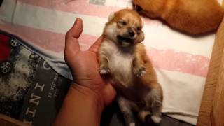 2 weeks old pomeranian puppies [upl. by Ahsitnauq]