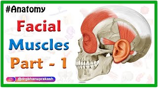 Facial muscles Anatomy animation Part 1  Neck and Auricular muscle group [upl. by Keon]