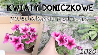 Kwiaty doniczkowe KWIATY W OGRODZIE PELARGONIE SURFINIE KWIATY NA BALKON  wwwKasiain [upl. by Suneya]