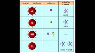 Bloedgroepen combinaties  Bloedtransfusies [upl. by Ainehta585]