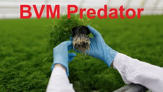 BVM Predator kkagrotech biopesticides beauveria metarhizium lecanicillium organicfarming [upl. by Trant]