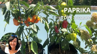 Paprika im TopfKübel anbauen  die wichtigsten Infos von der Aussaat bis zur Ernte [upl. by Machos]