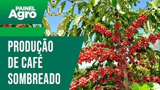 Entenda como é a produção de café sombreado [upl. by Aleicarg]