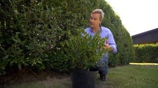 How to Grow Hedge Screens  At Home With P Allen Smith [upl. by Weiner81]