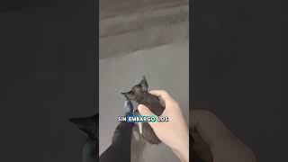 Este gatito se ha quedado sin su familia gatos cats catshorts [upl. by Enirhtak227]