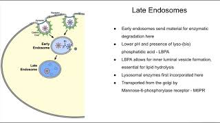 Summary of the endocytic pathway and lysosomal dysfunctions [upl. by Sarena]