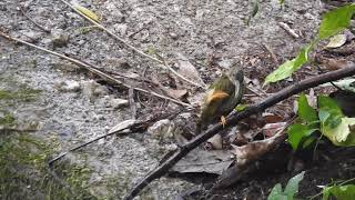 นกปลีกล้วยลาย Streaked Spiderhunter อาบน้ำ 2 [upl. by Aela]