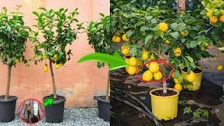 ¡Cultiva árboles de cítricos en maceta 🍋🌿 El Secreto de la Jardinería Japonesa🍋🌿 [upl. by Nnagrom]