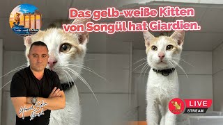 Das gelbweiße Kitten von Songül hat Giardien [upl. by Yrakaz998]