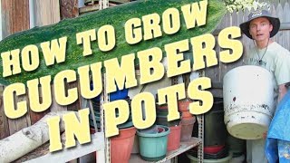 Tips for Growing Cucumbers in Pots [upl. by Friedrick]