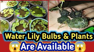 Water Lily tubers And Plants Are Available 😱 waterlilyplant waterlilly aquarium [upl. by Sly]