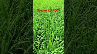 Syngenta S 4003 farming [upl. by Schechter]