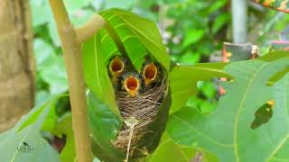 Common Tailorbird [upl. by Sheelagh]