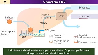 Farmacocinética METABOLISMO de fármacos [upl. by Durward]