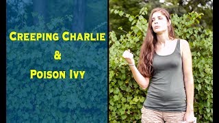 Foraging For Creeping Charlie and Identifying Poison Ivy [upl. by Eltsryk]