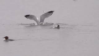 Herring Gulls [upl. by Arick721]