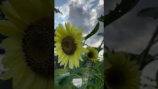 Bee And Lemon QueenSunflowers nature gardensounds bee [upl. by Halonna703]