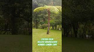 Cyathea fulva 🌱🌱🌱🇬🇹 agricultura jardin gardenflower flores [upl. by Katalin]