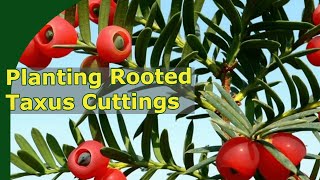 How to take Taxus Cuttings  I almost killed them [upl. by Aihsena751]