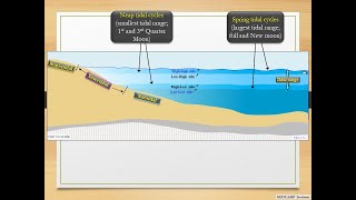 Subtidal Intertidal and Supratidal zones [upl. by Nemrak]