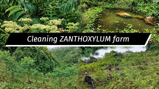 Day Out Cleaning Michinga  ZANTHOXYLUM  farm [upl. by Malsi288]