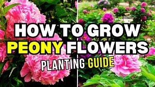 Master the Art of Growing and Caring for Peonies  Peony Info and Care [upl. by Bethanne708]