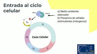 Ciclo Celular [upl. by Furey]