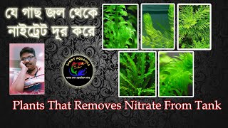 Plants That Removes Nitrate  জল থেকে নাইট্রেট দূর করার সহজ উপায় [upl. by Erminia]