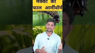 मक्का का फाल आर्मीवॉर्म के पहचान का तरीका insects fallarmyworm makka agriculture ytshort short [upl. by Atinhoj]