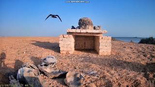 Nesting Sooty Falcon Red Sea Egipt  rodzice z kontrolą a potem karmienie jedynaka 2024 09 15 [upl. by Ybbor]