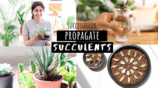 How to Successfully Propagate Succulents  Garden Up [upl. by Raycher224]