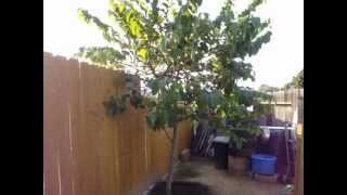 cherimoya treemy goal to get one fruitpart 5 [upl. by Aehta]