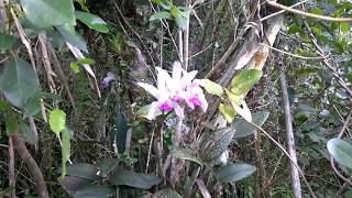 Orquídea Cattleya intermedia  habitat natural  Atlantic Forest Orchid in the Wild [upl. by Enerahs]