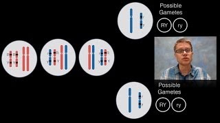 Chromosomal Inheritance [upl. by Sinnaoi]