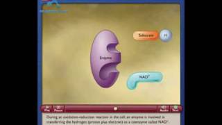 NAD How the NAD Works in Cell [upl. by Enitsirhk]